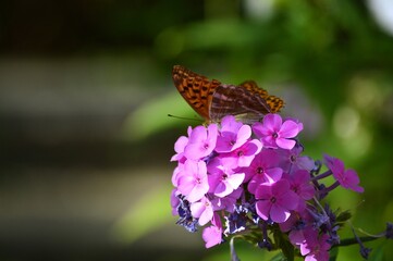 an orange butterfly with large wings on a pink flower
