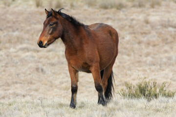 Fototapeta premium horse eating grass