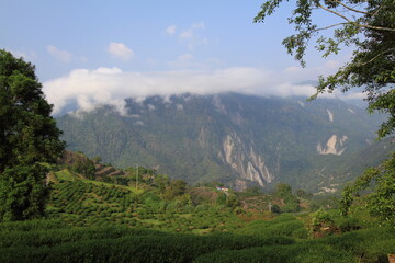 Fototapeta premium Tea plantation surrounded by mountains and clouds in Taiwan