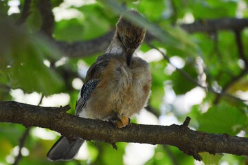 a bird on a tree found a hazelnut