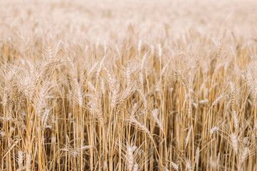 golden wheat field and blue sky