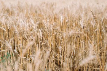 golden wheat field and blue sky