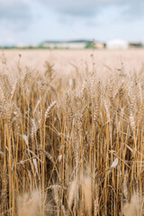 golden wheat field and blue sky