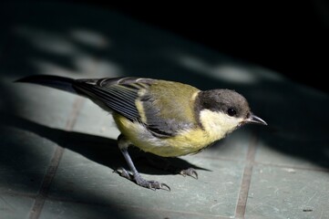 a small yellow bird on the table is looking for food