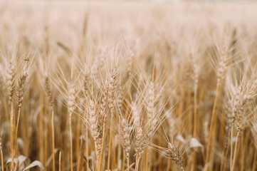 Fototapeta premium golden wheat field and blue sky