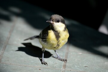 a small yellow bird on the table is looking for food