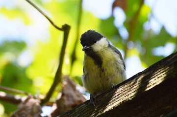 a small yellow bird on a plant