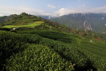 Tea plantation surrounded by mountains and clouds in Taiwan