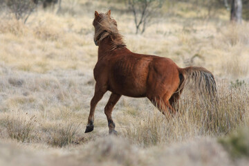 Fototapeta premium horse running