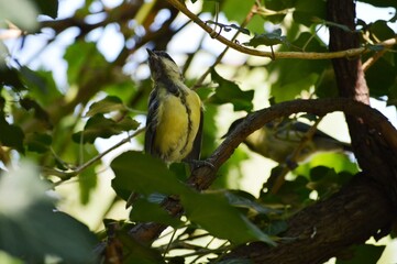 a small yellow bird on a plant