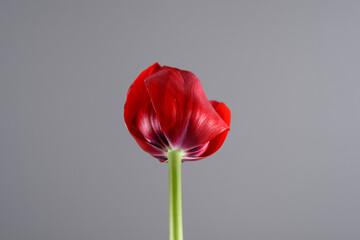 Close up of Red Tulip