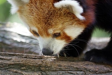 Ailurus fulgens - panda roux 