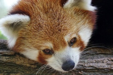 Obraz premium Ailurus fulgens - panda roux 