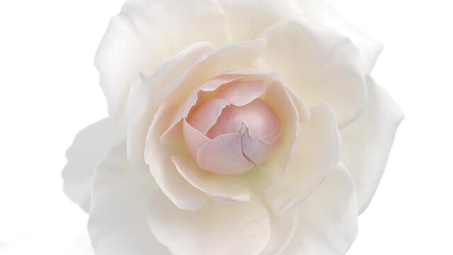 Beautiful opening pink rose on white background. Petals of Blooming pink rose flower open, time lapse, close-up. Holiday, love, birthday design backdrop. Bud closeup. Macro. 4K UHD video timelapse. 