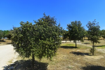 rows of grapes