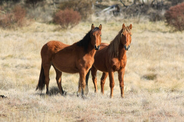 Fototapeta premium horse and foal