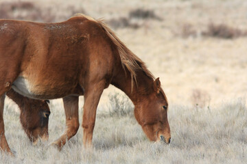 horse and foal