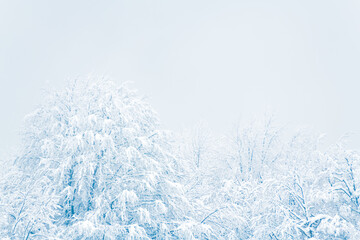 Snow-covered trees in winter forest in misty day. Beautiful winter nature background