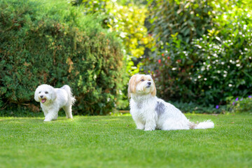 Two adorable little white dogs sitting on green grass