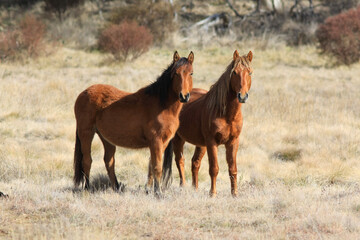 horse and foal