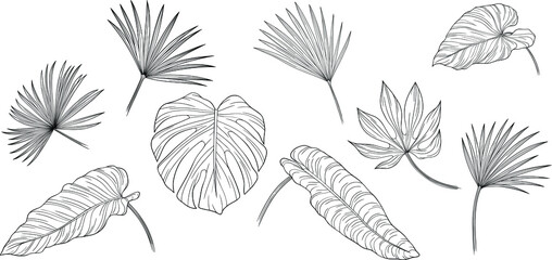 Leaves isolated on white. Tropical leaves. Hand drawn vector illustration