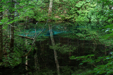 《北海道 道東》神の子池《夏》