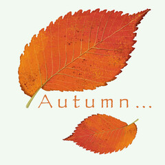 A square drawing with a naturalistic image of two autumn leaves and the inscription 