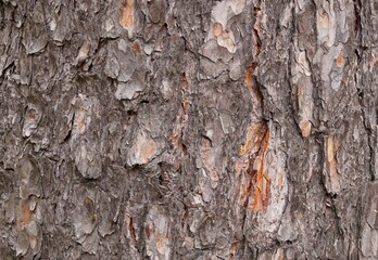 Pine trunk bark.