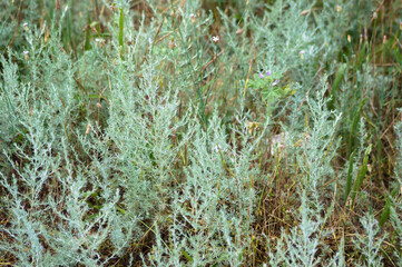 Multiple prairie sagewort close-up landscape view of