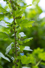 Obraz premium Green gooseberry bushes with unripe berries.Gooseberry berries grow on the branches.The berries are waiting for the harvest.Gooseberries and leaves close-up.