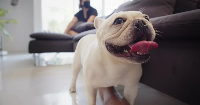 Portrait cute adorable white French bulldog looking at camera in living room at home