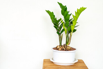 Zamioculcas zamiifolia Tree Indoor Air Purifying Tree Stylish botany interior at home .Hobby and Home gardening concept. 