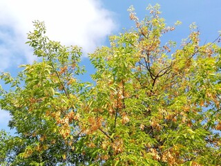 Fototapeta premium autumn leaves against blue sky