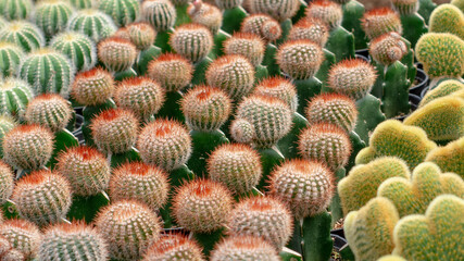 Fototapeta premium pattern of hedgehog cactus, sea-urchin cactus or Easter lily cactus. Mix of Echinopsis cactus in nursery garden. 