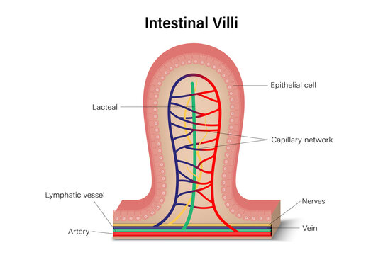 Intestinal villus cross section. Anatomy of intestinal villi. Digestive organ. Medical education.
