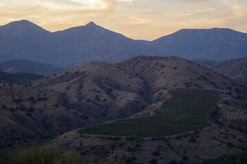 The slopes of the mountain ranges at sunset time. Vineyard among the mountains. Atmospheric perspective