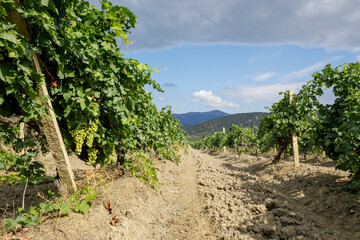 Fototapeta na wymiar Summer sunny day in a vineyard among the mountains. Ripe grapes on a branches.