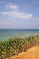 Fototapeta na wymiar Wonderful sunny weather on the Black Sea beach. Green reed in the foreground.