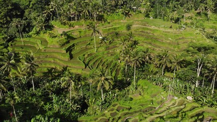 Fototapeta na wymiar Rice field, beautiful rice terraces, Ubud, Bali.