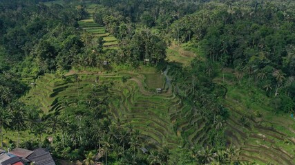 Landscape with trees, beautiful rice terraces, Tegalalang, Ubud, Bali.