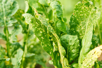 Arugula leaves in a garden bed that was eaten by a cruciferous flea. Close-up. Garden pests.
