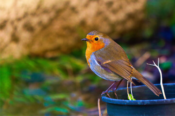 bird in the garden in winter, this gorgeous European Robin Redbreast is perched on a plant pot