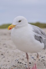 Fototapeta na wymiar A seagull is sitting at the beach as a close up