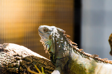 Close-up of a caged iguana