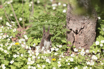 白い花畑の中のエゾリス