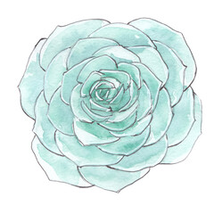 watercolor sketch succulent plant no background