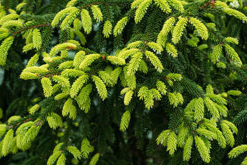 Growing young soft light green needles on spruce tree branches. June