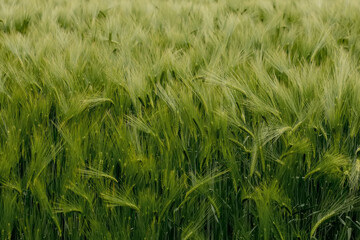 Ripening ears of meadow wheat field. Rich harvest Concept. Ears of green wheat close up.