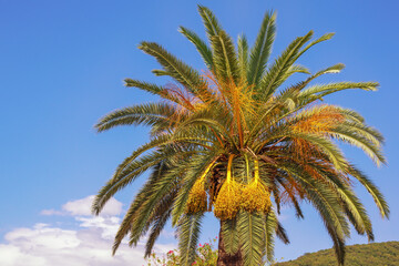 Fototapeta na wymiar Canary Island Date Palm ( Phoenix canariensis ) against blue sky. Vacation concept. Space for text. Montenegro
