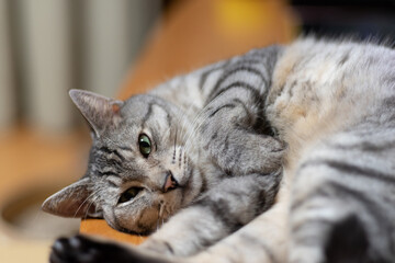 甘えるしぐさ　サバトラ猫